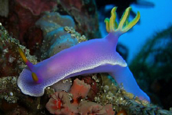 More nudis!! Casio Exilim zx 1200... and I just lost the ... by Andrew Macleod 